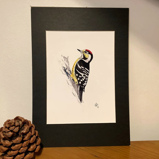 Lesser Spotted Woodpecker Print