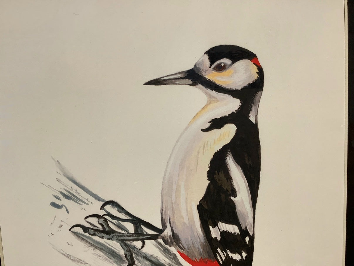Great Spotted Woodpecker Print